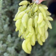 Саженец Виноград Азия в контейнере